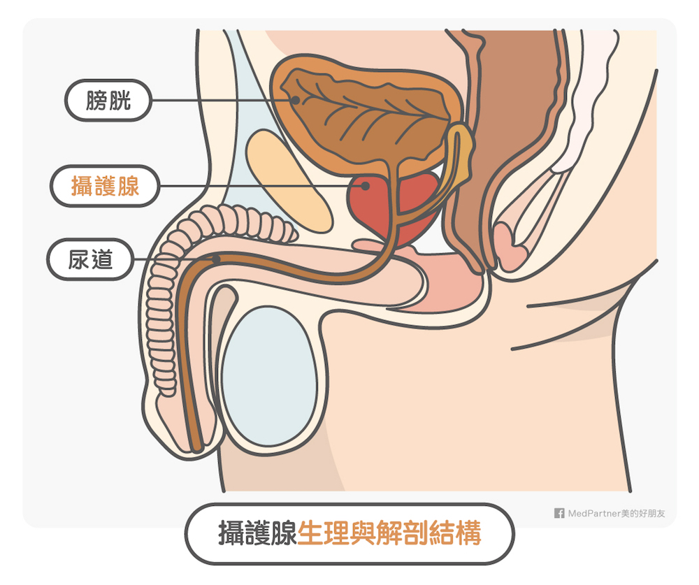 頻尿 夜尿太困擾 專家這6招 改善攝護腺肥大好簡單