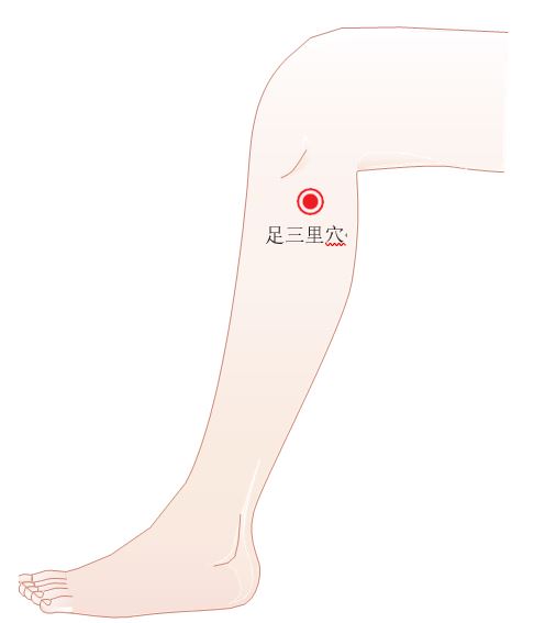 足三里穴
