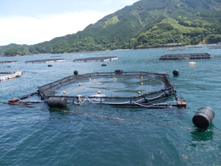 淡水魚　水産増養殖システム 漁師の勘」をAIが超える。スマート漁業を実現する大規模養殖の全貌
