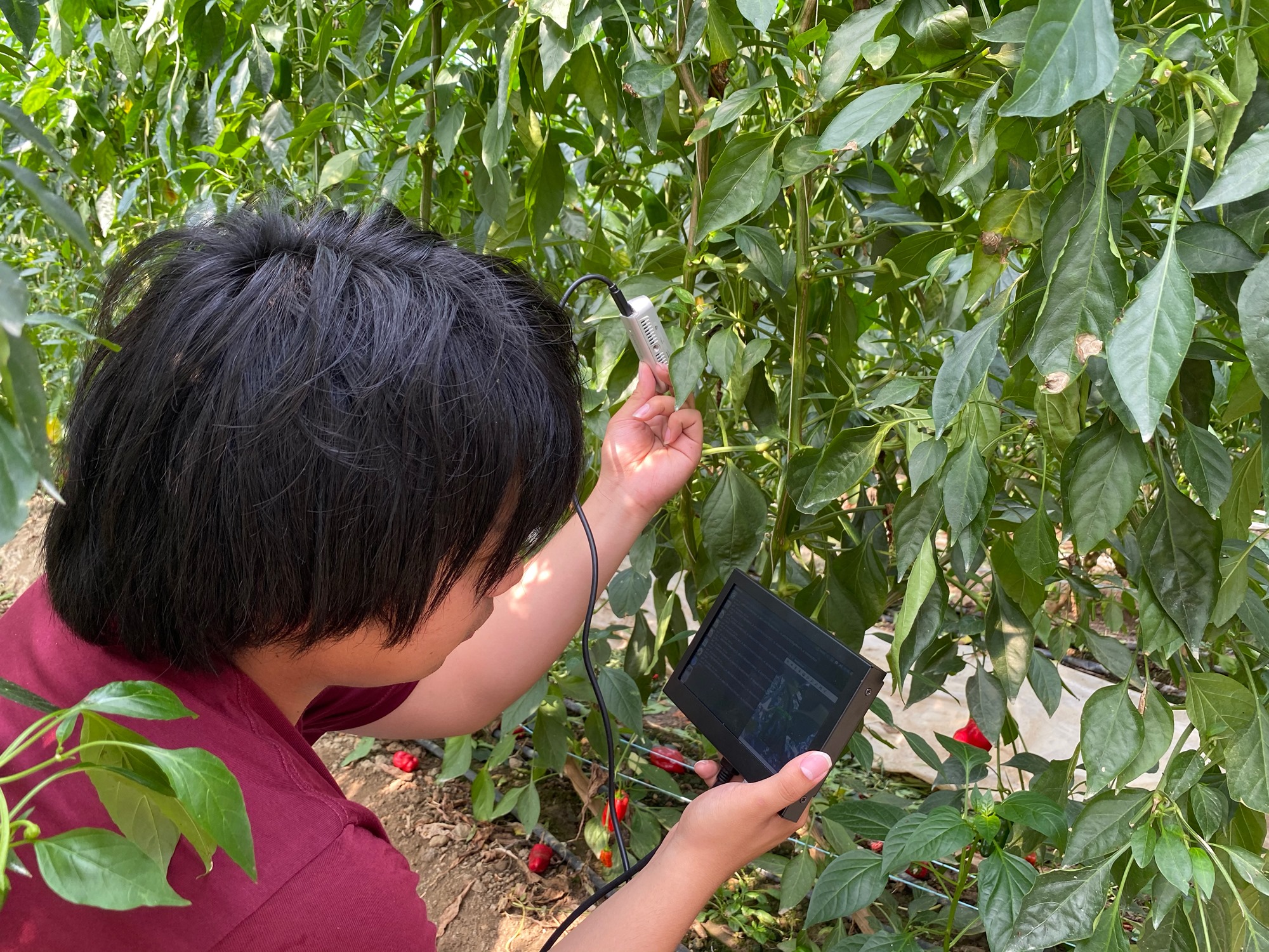 スマート農業の集積を目指す宮崎県新富町から 農業ロボット開発 営農支援プラットフォームのベンチャー2社が Jaアクセラレータープログラム に採択 Ledge Ai