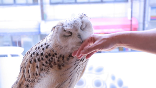 クールな魅力のフクロウや鷹と出会える「猛禽類カフェ」3選