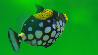 期間延長決定！ 「毒毒毒毒毒毒毒毒毒展・痛展」は中毒に注意♡