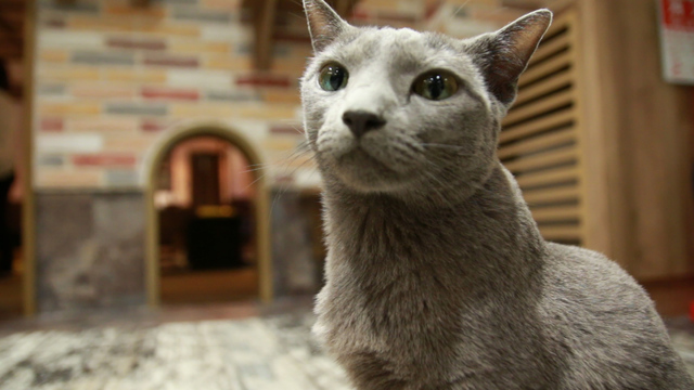 猫カフェきゃりこ 吉祥寺店