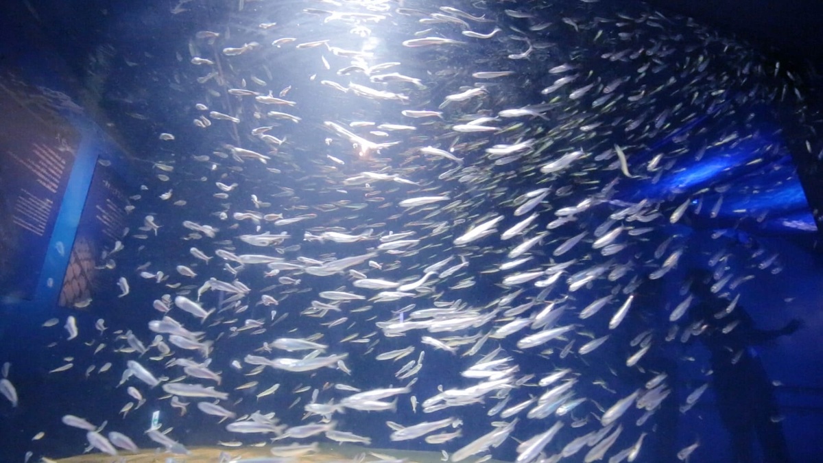 新江ノ島水族館