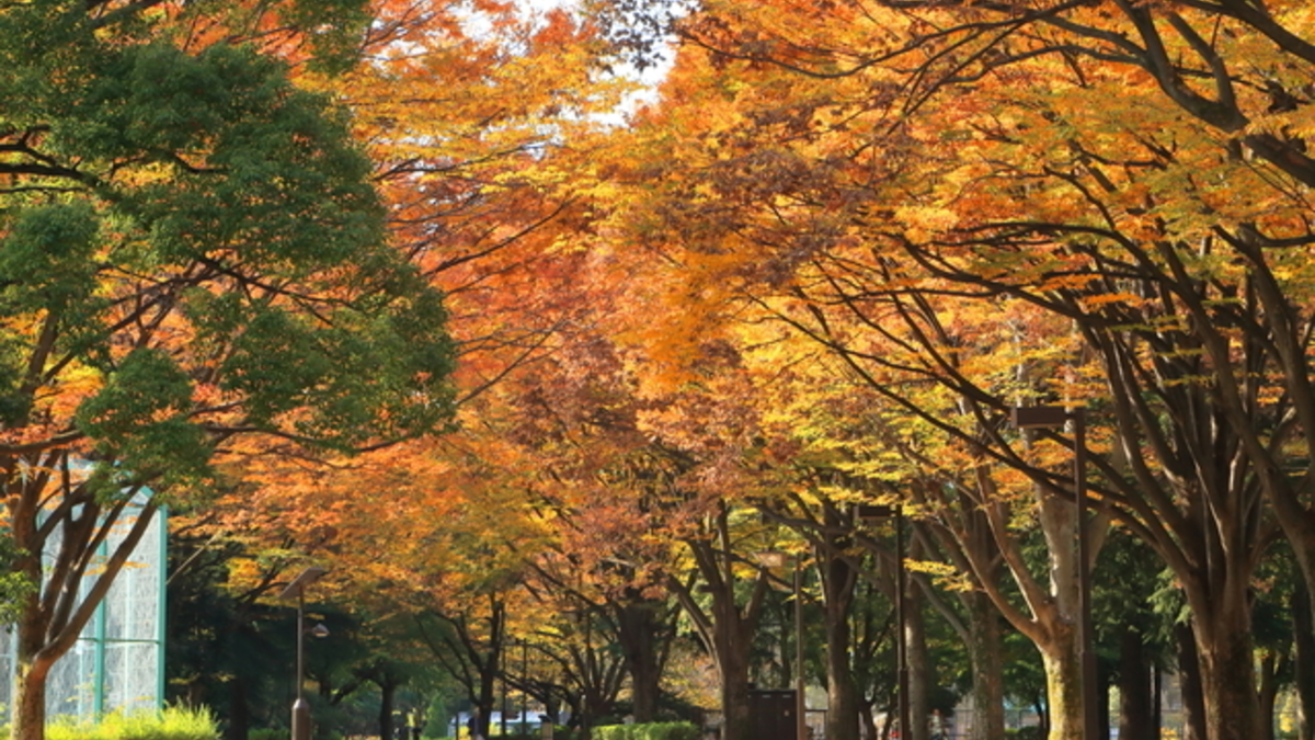 砧公園