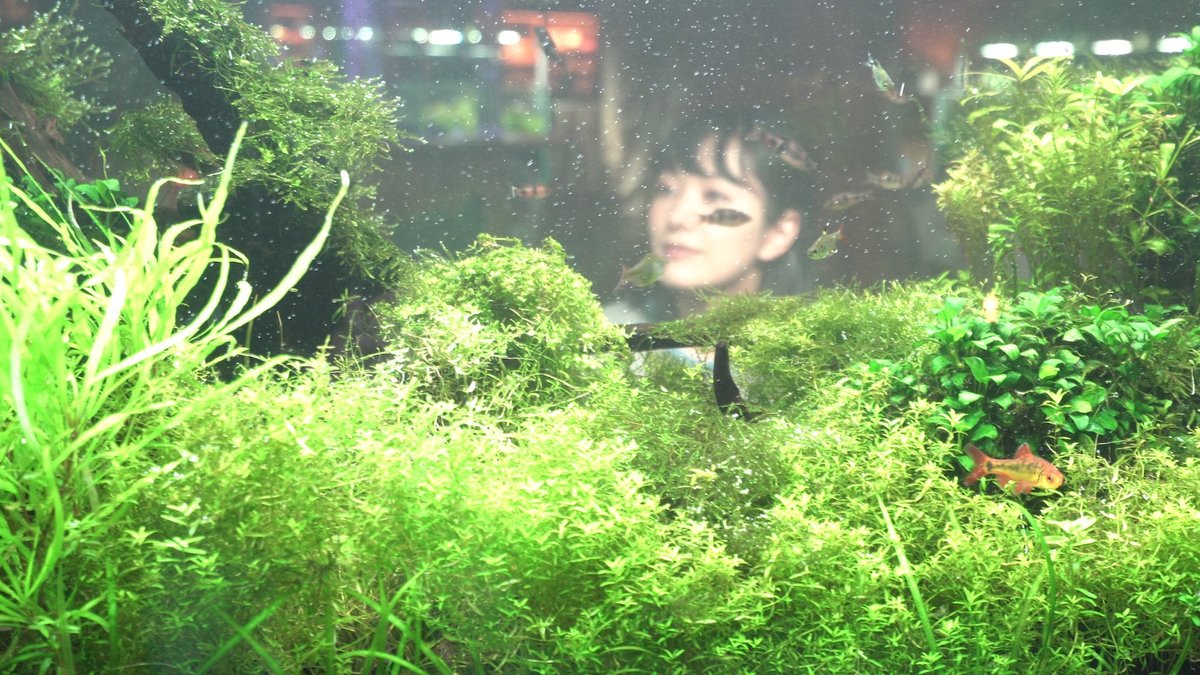 水中楽園AQUARIUM