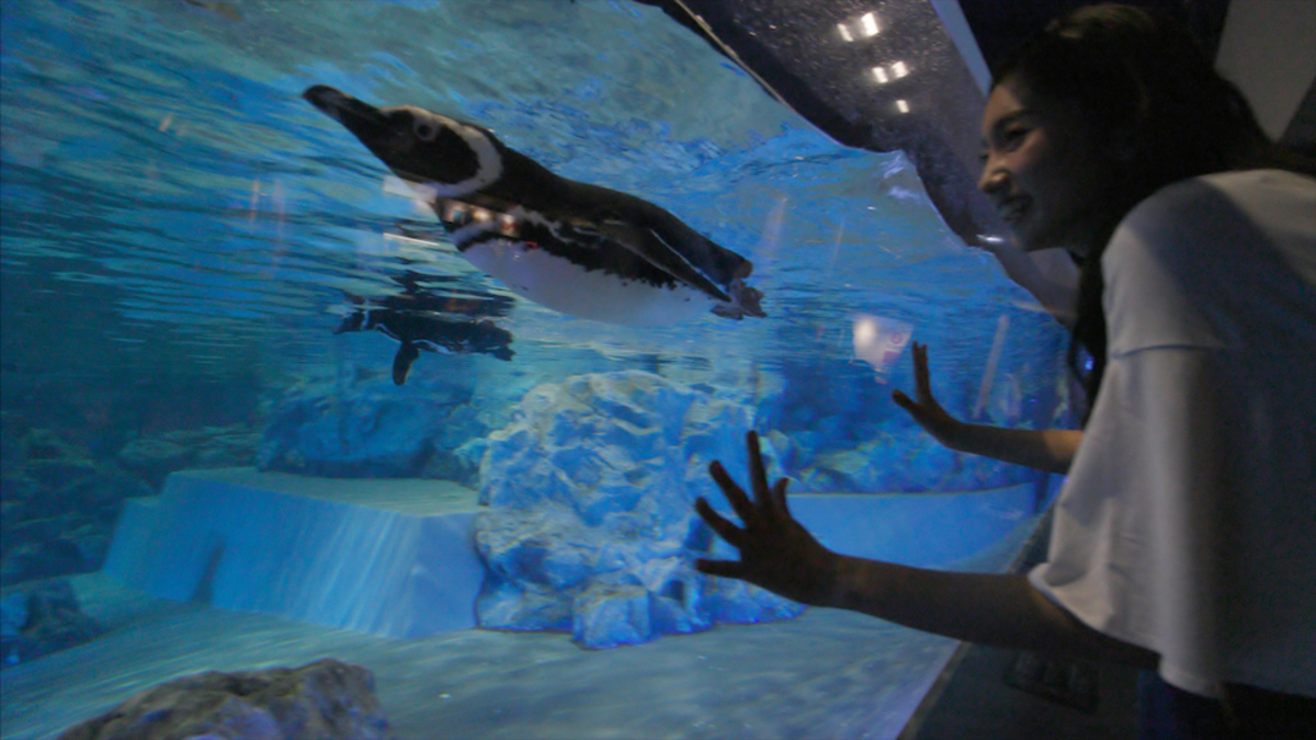 すみだ水族館
