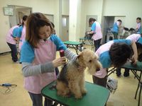 愛犬美容科初等科学部・学科・コース情報