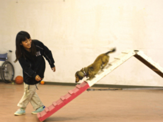 ドッグトレーナーお仕事体験　お利口わんちゃんのつくりかたの画像