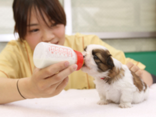 仔犬の性格診断＆健康チェック＆エサやり体験ＳＰの画像