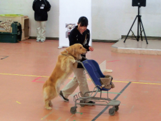 ドッグトレーナーのお仕事体験　特殊犬訓練に挑戦の画像