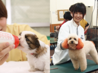 ２つのお仕事体験ＳＰ(ペットショップ体験＆トリマー体験)の画像