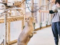 動物園飼育員専攻学部・学科・コース情報