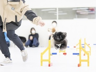 ★ドッグトレーナー体験★わんこのしつけに挑戦の画像