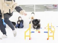 ★ドッグトレーナー体験★わんこのしつけに挑戦の画像