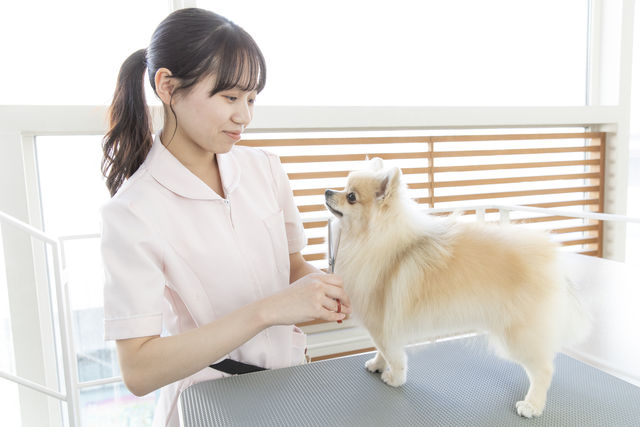 どうぶつ未来学科 トリマー専攻 トリミング技術を中心に、接客マナー、しつけまで実践的に習得します。