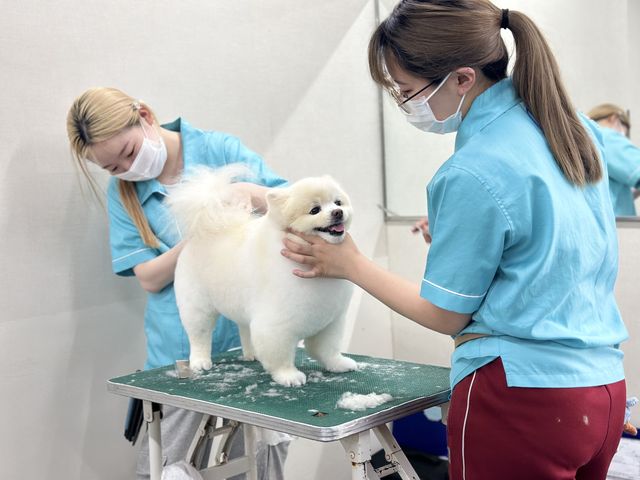 トリマーコース トリマーコース