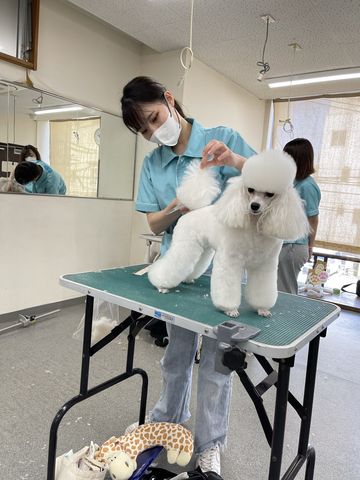 トリマーコース 研究科 トリマーコース研究科(1年制)