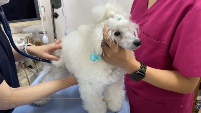 アニマル衛生士コース アニマル衛生士コース(2年制)