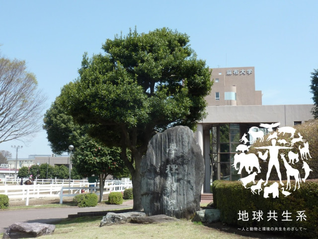 麻布大学
