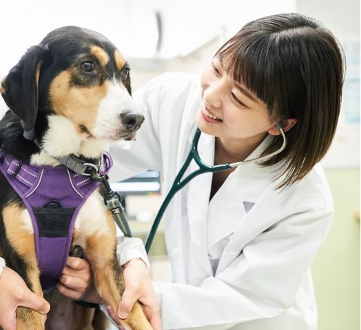 獣医学部 獣医学科 社会の多分野で活躍する優れた獣医師を育成