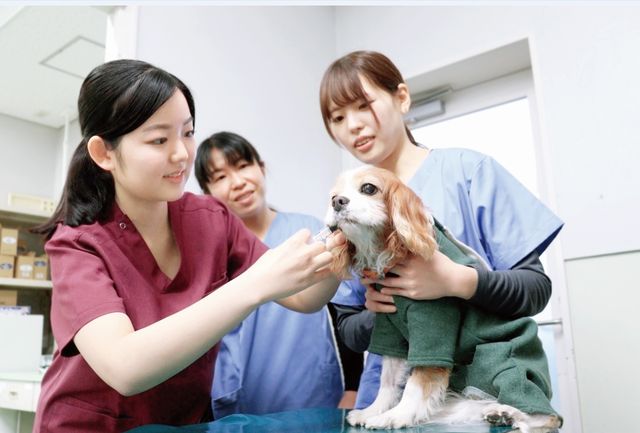 獣医学部 獣医保健看護学科 生命を看つめ、護る 愛玩動物看護師を養成