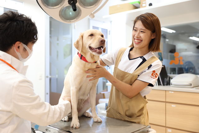 動物看護科【4年制】 動物看護師＆ペットスペシャリスト専攻 愛玩動物看護師資格とJKC公認トリマーライセンスのW取得を目指すことができる！