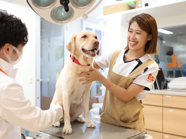 動物看護科【4年制】 動物看護師＆ペットスペシャリスト専攻 愛玩動物看護師資格とJKC公認トリマーライセンスのW取得を目指すことができる！