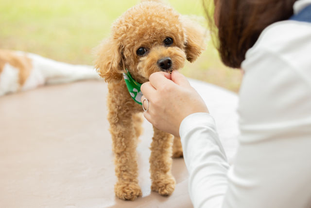 ペットビジネス学科 実際の仕事・現場を体験し、企業にアピールできるから就職に強い！