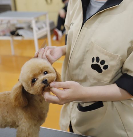 ペットビジネス学科 トリマー専攻 かわいく清潔に保つ技術を磨き、ペットの魅力を最大限に引き出せるプロへ！