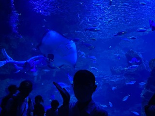 観光総合仕事見学ツアー【京都水族館&嵯峨野トロッコ列車乗車】の画像
