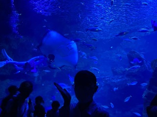 観光総合仕事見学ツアー【京都水族館＆嵐山トロッコ列車乗車】の画像