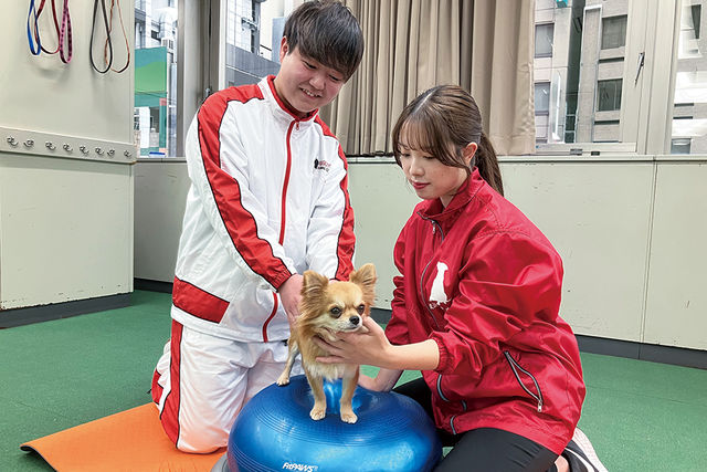 動物管理学科 ドッグトレーニング＆ケアコース 犬の能力を最大限に引き出すドッグトレーニングを中心に、動物たちについての幅広い知識を身につけ、動物のスペシャリストをめざします！