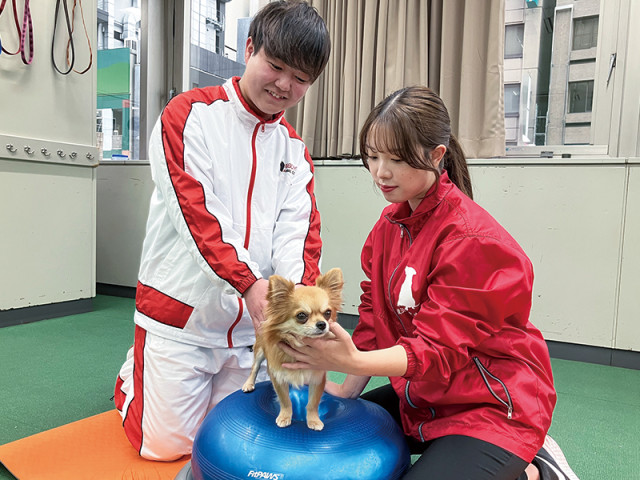 動物管理学科 ドッグトレーニング＆ケアコース 犬の能力を最大限に引き出すドッグトレーニングを中心に、動物たちについての幅広い知識を身につけ、動物のスペシャリストをめざします！