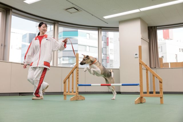 動物管理学科 ドッグトレーニングコース しつけ・ドッグトレーニングを通して、飼い主様と愛犬とのドッグライフをサポートします！