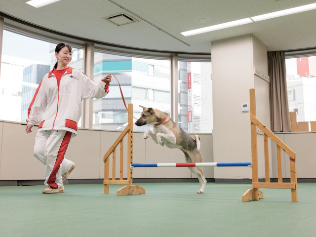 動物管理学科 ドッグトレーニングコース しつけ・ドッグトレーニングを通して、飼い主様と愛犬とのドッグライフをサポートします！