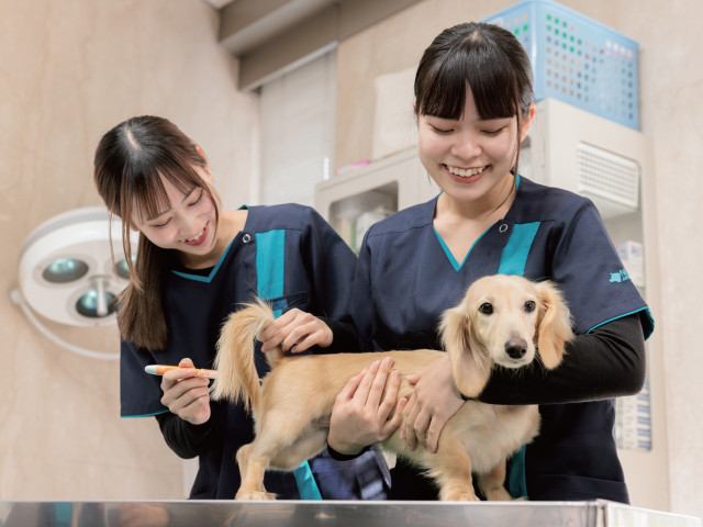 動物看護学科 動物看護コース 獣医師さんとのチーム獣医療体制で、動物そして飼い主様にも安心をあたえる責任ある仕事「愛玩動物看護師」をめざします！