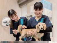 動物看護コース学部・学科・コース情報