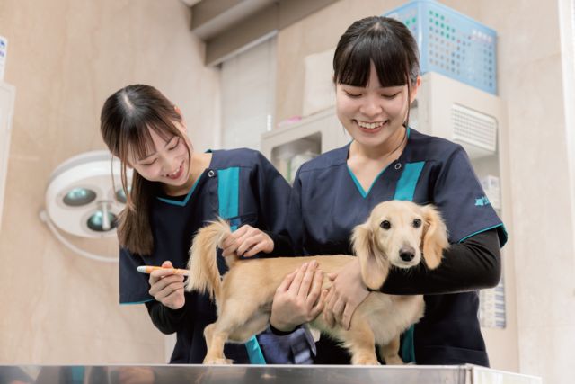 動物看護学科 動物看護コース 獣医師さんとのチーム獣医療体制で、動物そして飼い主様にも安心をあたえる責任ある仕事「愛玩動物看護師」をめざします！
