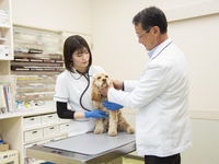動物総合学科（愛玩動物看護師コース）学部・学科・コース情報