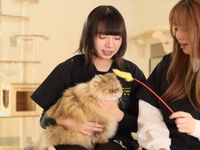 キャットグルーマーコース学部・学科・コース情報