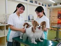 動物看護師専攻学部・学科・コース情報
