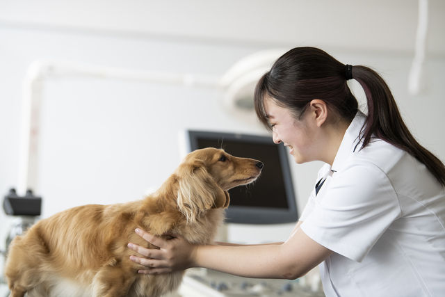 愛玩動物看護学科 動物に優しく、飼い主様に寄り添い、獣医師に信頼される心と命をつなぐ動物看護師へ