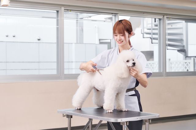 愛犬美容科 美と健康をサポートできるトリマーとしての知識と技術を習得します！