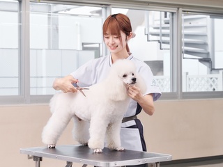 愛犬美容科学部・学科・コース情報