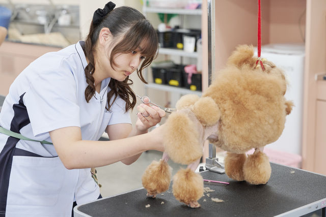 愛犬美容研究科 愛犬美容研究科ではショークリップを学び、さらに上級テクニックをマスターします