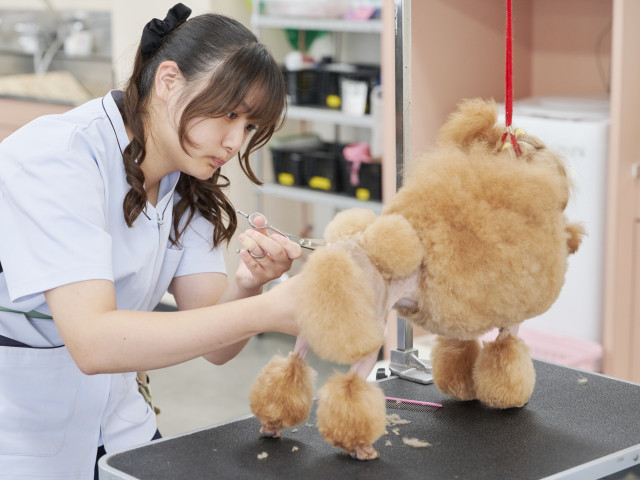 愛犬美容研究科 愛犬美容研究科ではショークリップを学び、さらに上級テクニックをマスターします