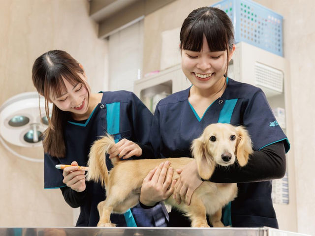 動物看護学科 動物看護コース 獣医師さんとのチーム獣医療体制で、動物そして飼い主様にも安心をあたえる責任ある仕事「愛玩動物看護師」をめざします！
