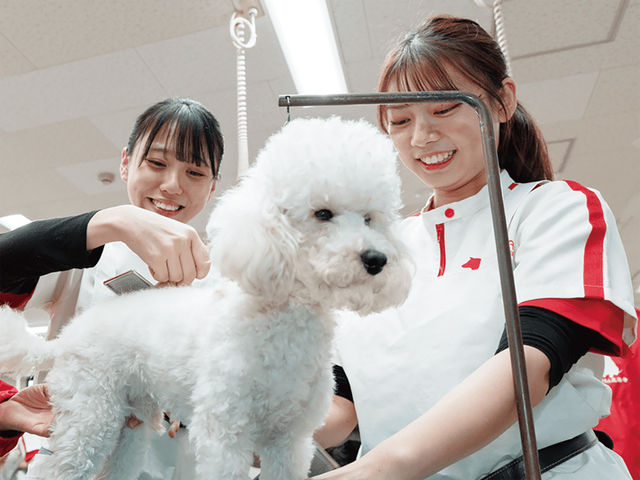 動物管理学科 グルーミングコース ワンちゃんを可愛くカットし、健康面にも配慮する大切な仕事「グルーマー(トリマー)」をめざします!