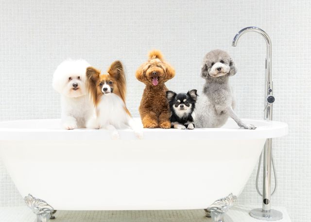 どうぶつ未来学科 知識や技術を身につけるだけでなく、 命の大切さも学びます。